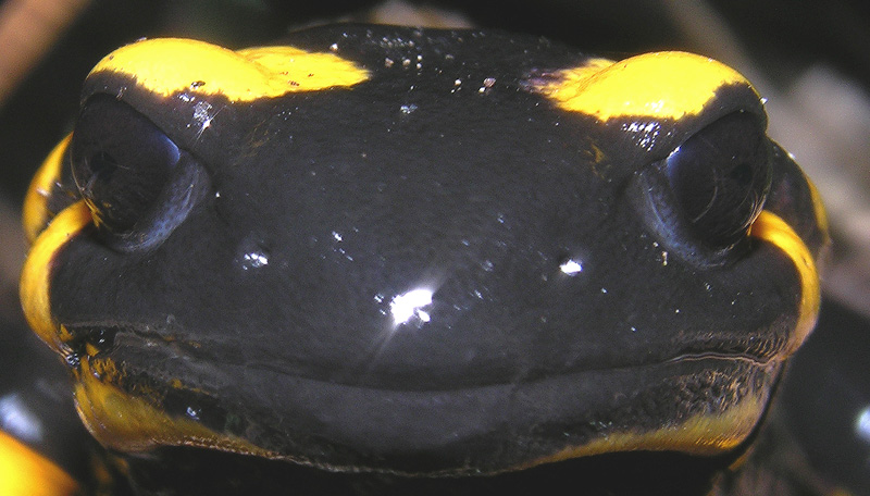 Qualche segno di vita....